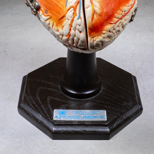 Vintage Professional Anatomical Human Heart Model c.1976– Medical Teaching Aid For Sale - Image 9 of 10