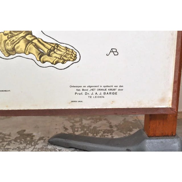 1920s Human Foldable Anatomical Wall Charts, 1920s, Set of 2 For Sale - Image 5 of 11