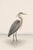 Coastal Heron & Egret Diptych, Neutral Shorebird Art Print Set, 20" X 30" For Sale In Buffalo - Image 6 of 10