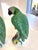 Vintage Bordallo Pinheiro Majolica Parrots - A Pair For Sale - Image 10 of 18