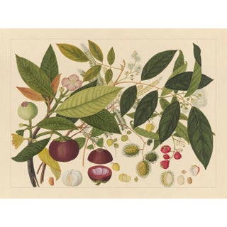Golden Tropic Botanicals, Giclée Print #2 Reproduction For Sale