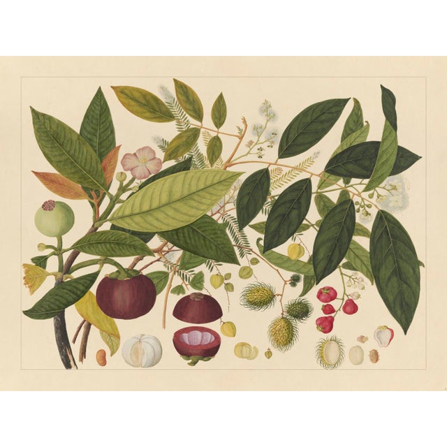 Golden Tropic Botanicals, Giclée Print #2 Reproduction For Sale