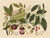 Golden Tropic Botanicals, Giclée Print #2 Reproduction For Sale