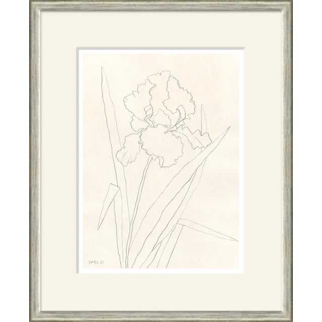 Contemporary Bearded Iris Framed Art Print by Susan Hable For Sale - Image 3 of 3