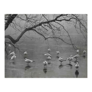 1934 John Dixon Scott St James Park London Frozen Photograph