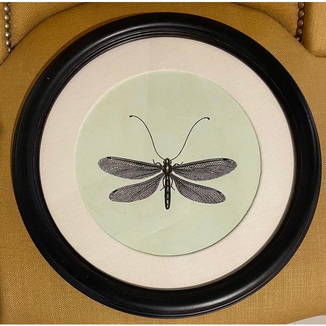 Showroom New. Pair of Natural Curiosities Round Dragonfly Prints. Cream linen mat. Framed in a round distressed, rubbed...
