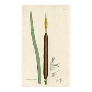 1840s, Cattail Botanical Print by James Sowerby, Original Antique Botanical Print, Engraving, Hand Colored, England For Sale