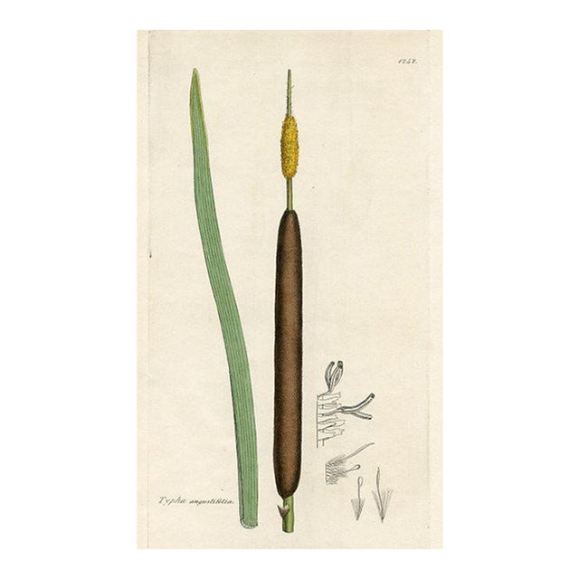 1840s, Cattail Botanical Print by James Sowerby, Original Antique Botanical Print, Engraving, Hand Colored, England For Sale