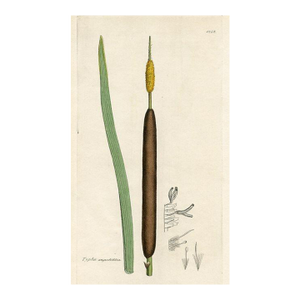 1840s, Cattail Botanical Print by James Sowerby, Original Antique Botanical Print, Engraving, Hand Colored, England