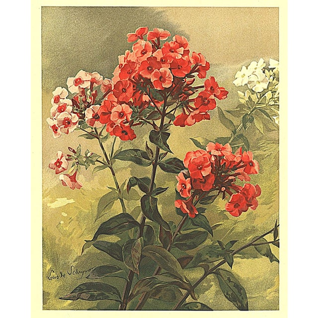 1903 Antique French Botanical Chromolithograph-Phlox-Documentation For Sale - Image 4 of 5