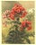 1903 Antique French Botanical Chromolithograph-Phlox-Documentation For Sale - Image 4 of 5