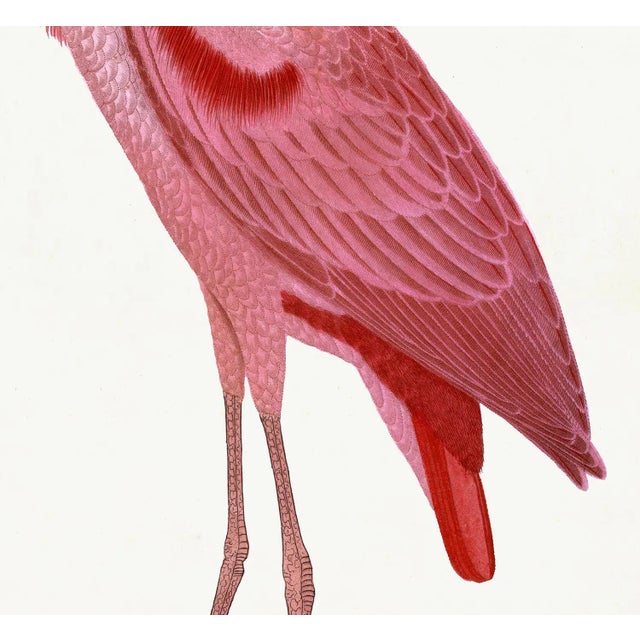 Roseate Spoonbill Poster Styled After Olof Rudbeck For Sale - Image 4 of 4