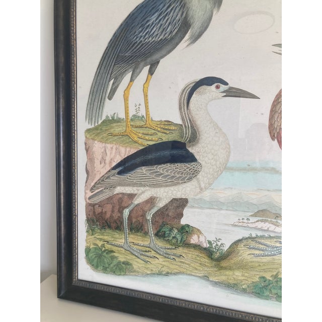 Audubon Lithograph of 3 Tropical Birds. Large scale and beautifully framed too. Add some Coastal Chic to your Design...