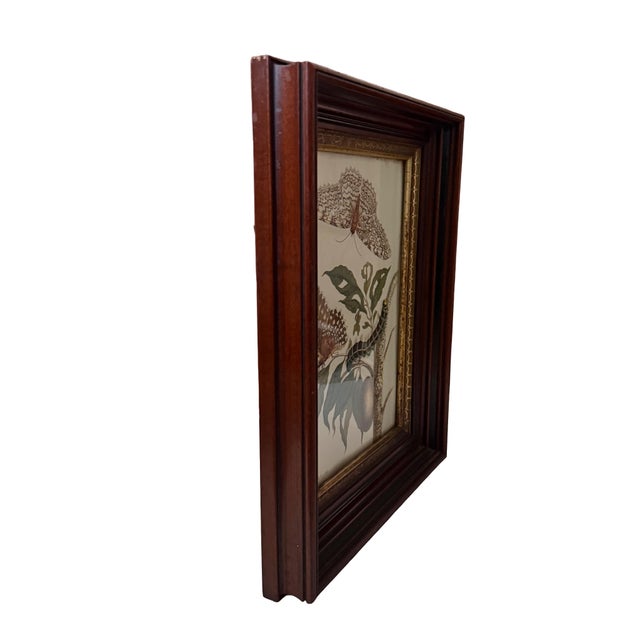 Late 20th Century Vintage Butterfly & Botanical Study Prints, Set of 2, Classical Natural History Style Reproduction For Sale - Image 5 of 6