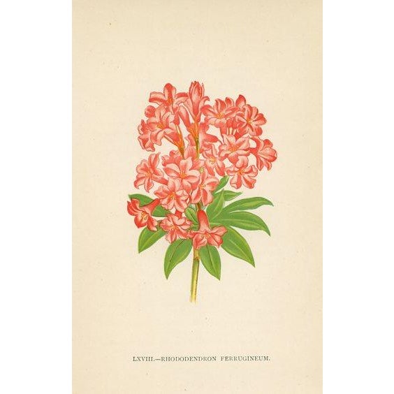 Late 19th Century 1890s, Rhododendron Botanical Print, Flora of the Alps, Set of 4, Antique Botanical Prints, Lithographs, England For Sale - Image 5 of 5