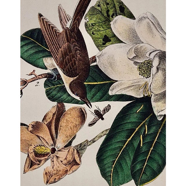 Realism Audubon Black-Billed Cuckoo: An Original 1st Ed. Audubon Hand-Colored Bird Lithograph, 1840 For Sale - Image 3 of 5