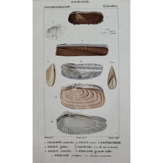 Antique 1810 Hand Colored Shell Print For Sale