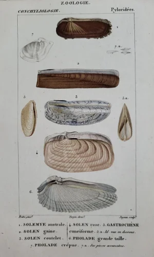 Antique 1810 Hand Colored Shell Print