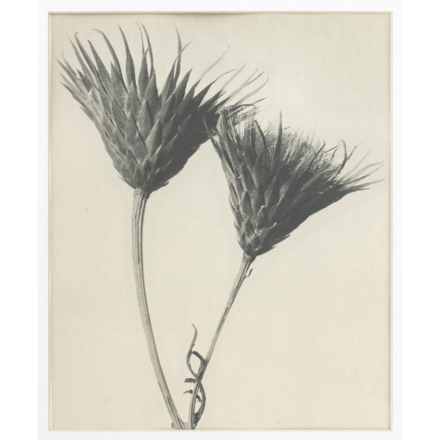 Karl Bossfeldt Urformen Der Kunst Photogravures, 9 For Sale In New York - Image 6 of 16