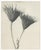 Karl Bossfeldt Urformen Der Kunst Photogravures, 9 For Sale In New York - Image 6 of 16