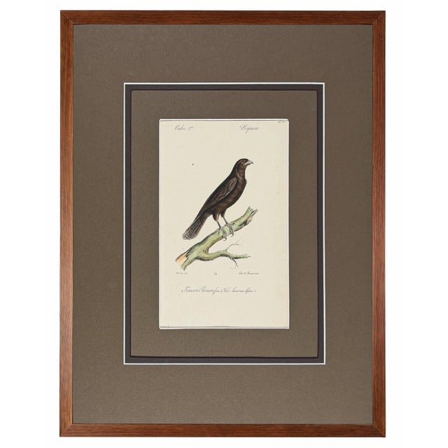 Early 19th Century 1828 French Raptor Gallery by Jean-Charles Werner | Set of 6 Hand-Colored Lithographs, Framed For Sale - Image 5 of 12