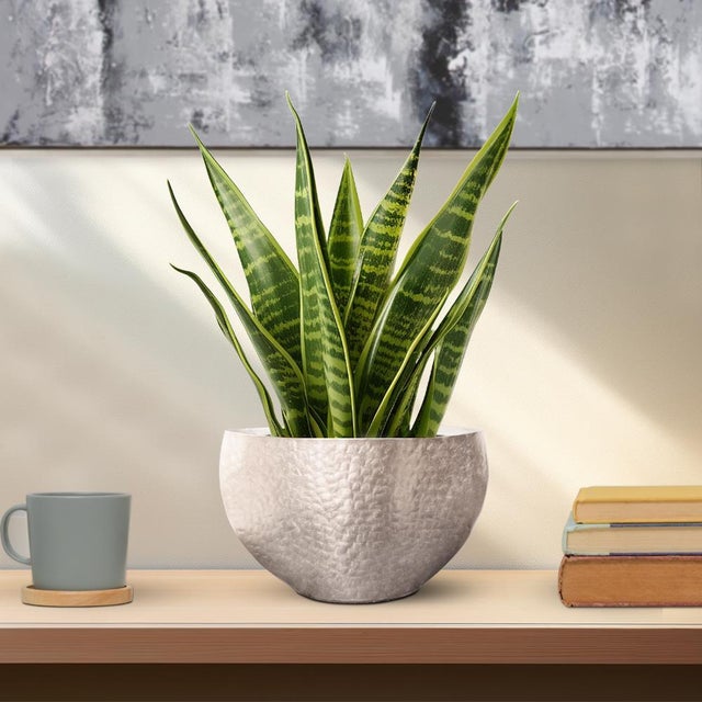 Espen Oval Bowl- Large For Sale - Image 10 of 10