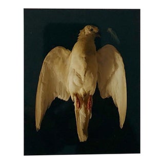 Brenda Zlamany, Birds, Cibachrome Photograph Print, Signed Conceptual Art For Sale