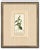 Early 19th Century Antique French Botanical Engravings From Descourtilz’s Medical Flora of the West Indies, C. 1830 – Hand-Colored, Custom Framed ( Set A) - Set of 4 For Sale - Image 5 of 5