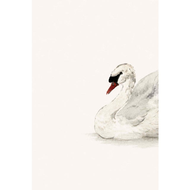 A graceful example of 18th-century natural history art, this vintage art print reproduction features Mute Swan by...