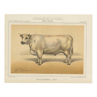 Olivier De Penne, Durham Shorthorn Ox, British Cattle, 1863, Chromolithograph For Sale