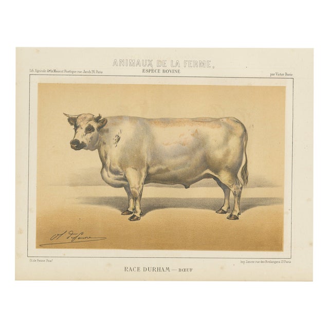 Olivier De Penne, Durham Shorthorn Ox, British Cattle, 1863, Chromolithograph For Sale