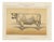 Olivier De Penne, Durham Shorthorn Ox, British Cattle, 1863, Chromolithograph For Sale