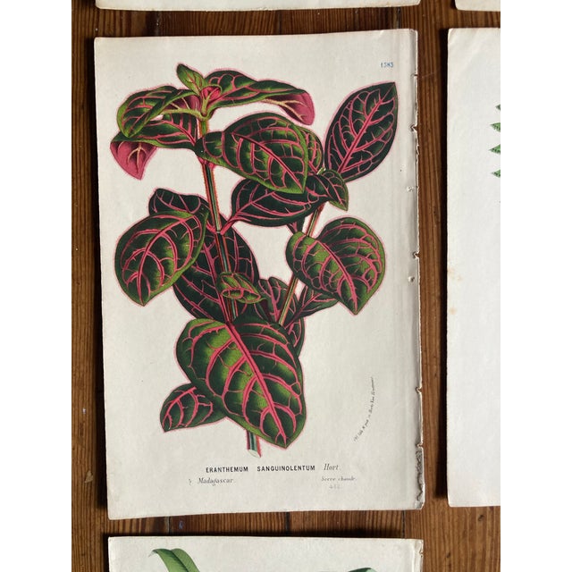 Charming Set of 7 Authentic 19th Century Color Botanical Prints Unframed For Sale In West Palm - Image 6 of 9