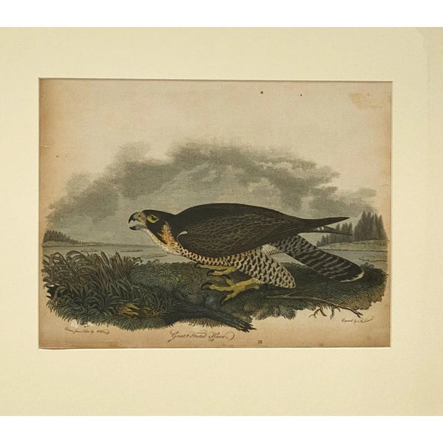 An early 19th Century engraving of several birds drawn from nature by A. Wilson, father of American Ornithological (bird)...