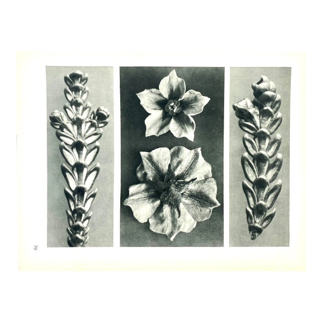 Antique Botanical Blossfeldt Print - No. 70 For Sale