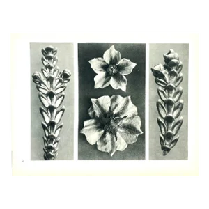 Antique Botanical Blossfeldt Print - No. 70