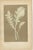 These botanical prints from "Les Plantes à Feuillage Coloré, Tome Second," published in Paris in 1880 with J. Rothschild...