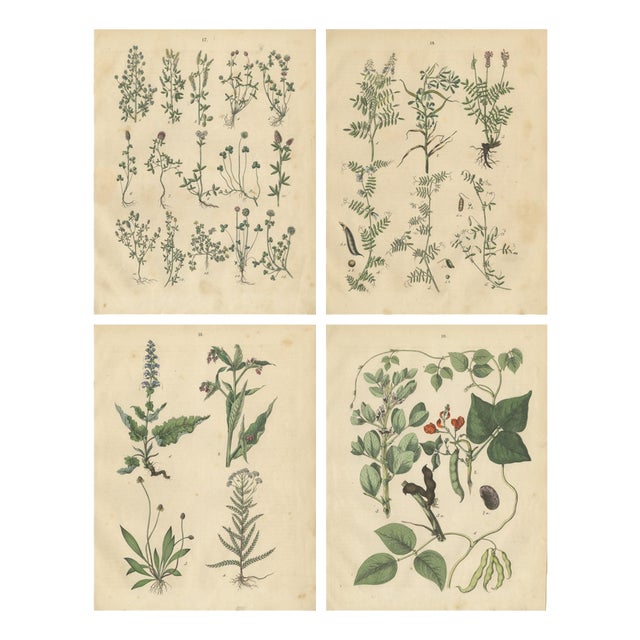 Calwer, Meadow and Fodder Plant Botanical Studies, 1852, Prints, Set of 4 For Sale
