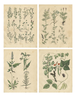 Calwer, Meadow and Fodder Plant Botanical Studies, 1852, Prints, Set of 4