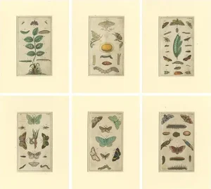 Butterfly Prints with Caterpillars and Pupae, Paper, Set of 6