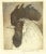 Rooster Etching Donna Guardino Signed Print 1979 in Wood Frame Measures 11 3/4" wide, 14 3/4" tall and 1" deep.