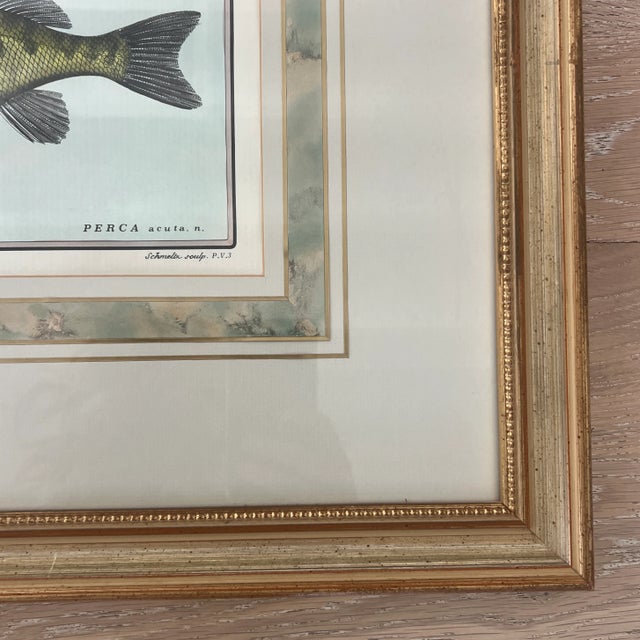Vintage Italian Hand Colored Limited Edition Engraving of Tropical Fish Edizioni Ponte Vecchio Florence Italy For Sale In New York - Image 6 of 7