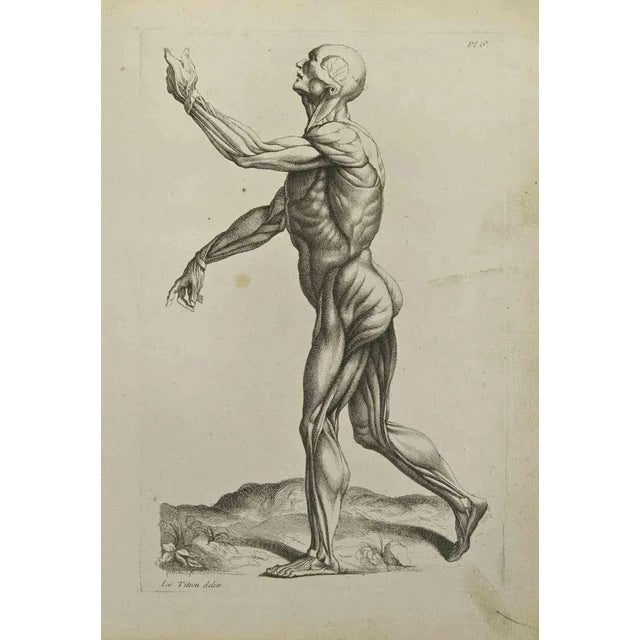 Anatomy Studies Muscles is an etching realized by Jean Francois Poletnich in 1755. Signed in the plate. Good conditions...