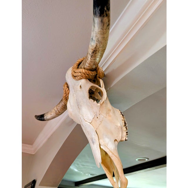 Authentic Texas Longhorn Skull For Sale - Image 4 of 6