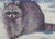 Original oil portrait by Sean Wu, Raccoon in snow field