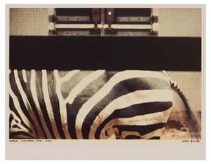 Peter Blake, Zebra, London Zoo, 1980, Chromogenic Photographic Print