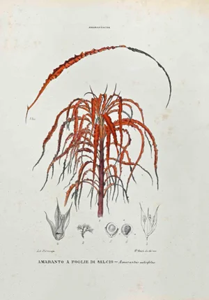 Vincenzo Tenore, The Amarantaceae, Lithograph, 1870s