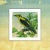 Farmhouse Antique 'Yellow Bird' Archival Print For Sale - Image 3 of 4