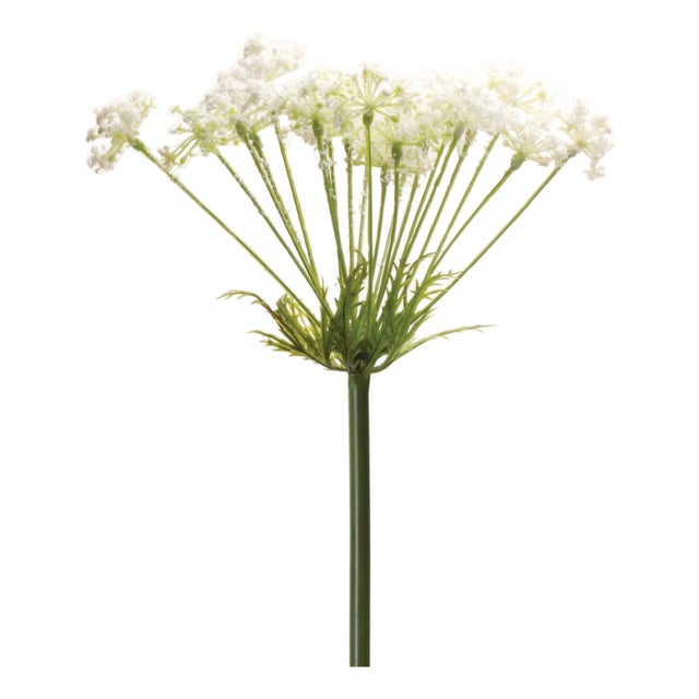 Queen Anne's Lace Stem (Set of 2) For Sale