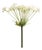 Queen Anne's Lace Stem (Set of 2) For Sale